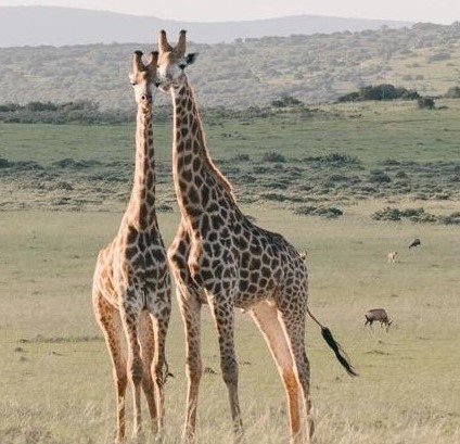 Rongai Route